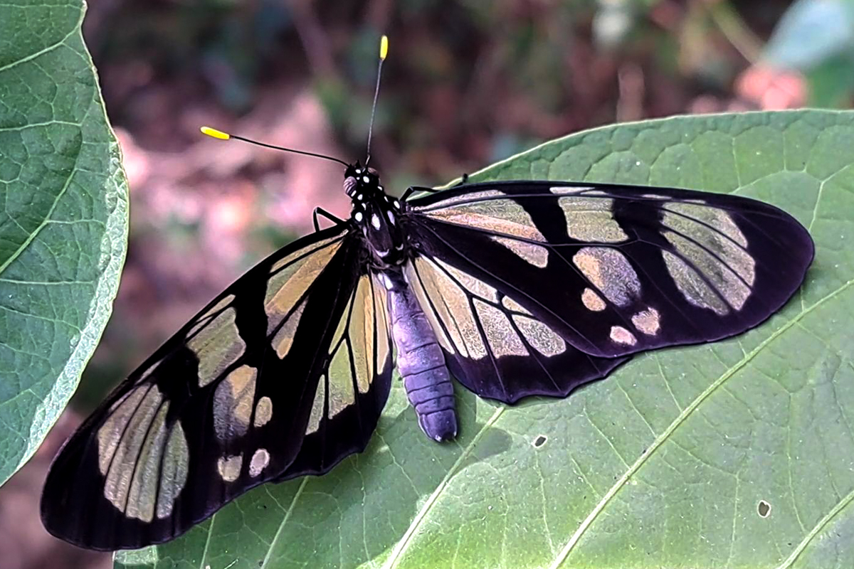 Dorsal de Lycorea ilione ilione