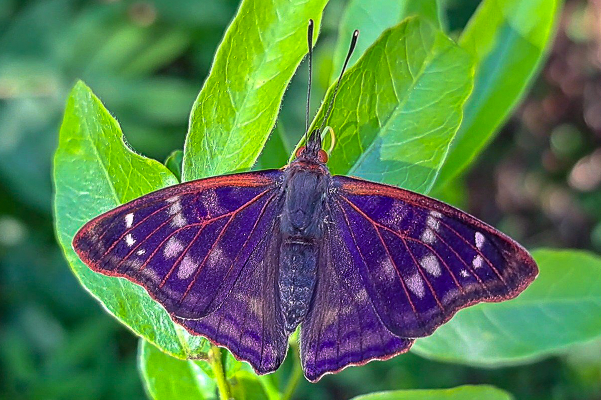 Dorsal de Doxocopa zunilda zunilda