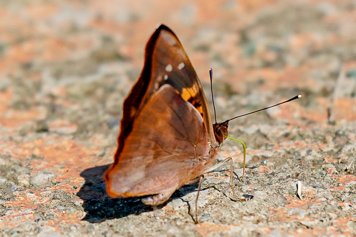 Ventral de Doxocopa agathina vacuna