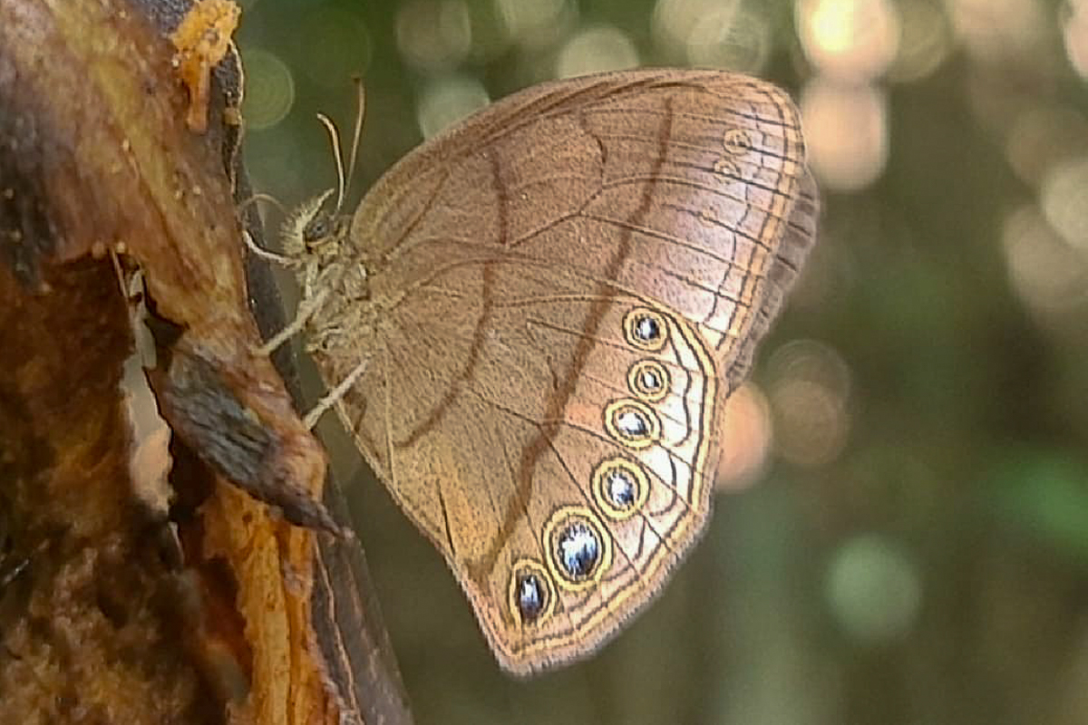 Ventral de Erichthodes antonina