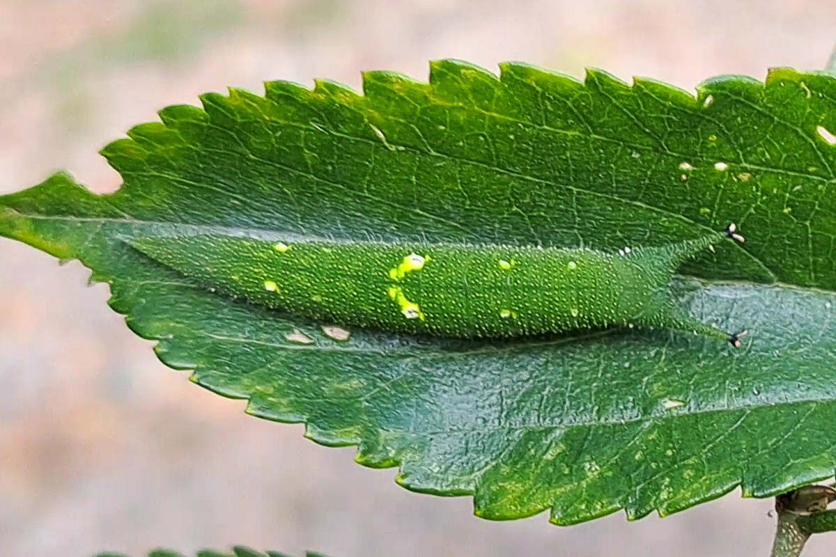 Estágio imaturo de Doxocopa laurentia laurentia