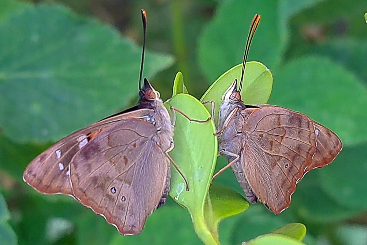Ventral de Doxocopa zunilda zunilda
