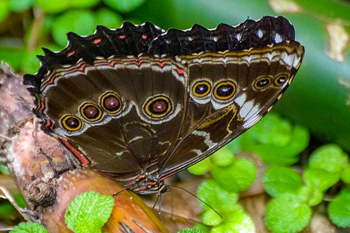 Ventral de Morpho anaxibia