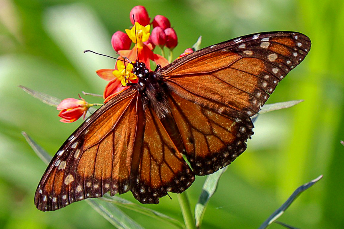 Dorsal de Danaus erippus