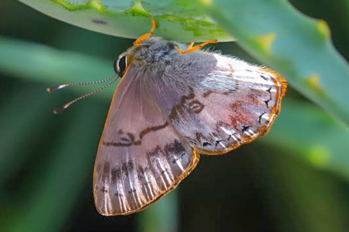 Ventral de Methone eucerus