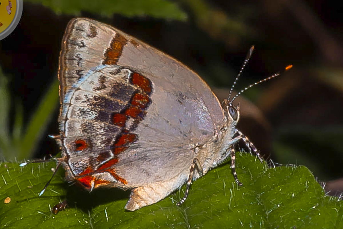 Ventral de Ministrymon cruenta