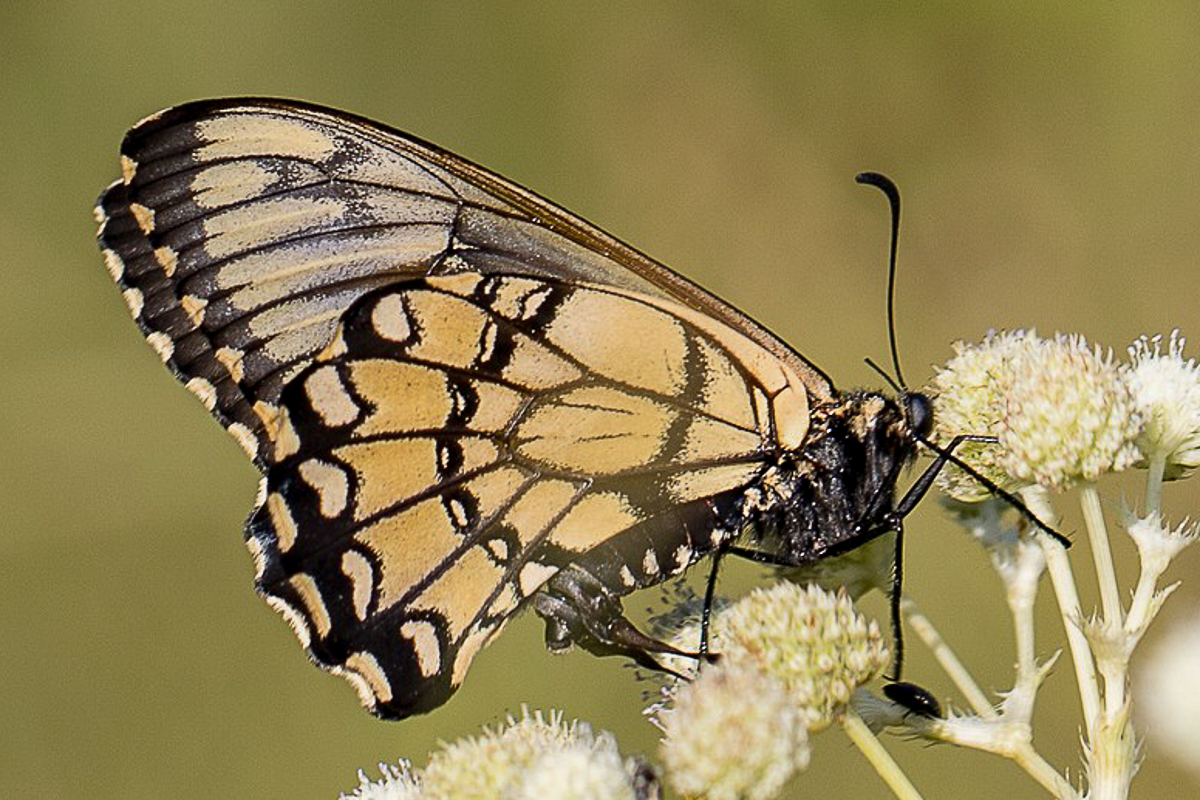 Ventral de Euryades corethrus