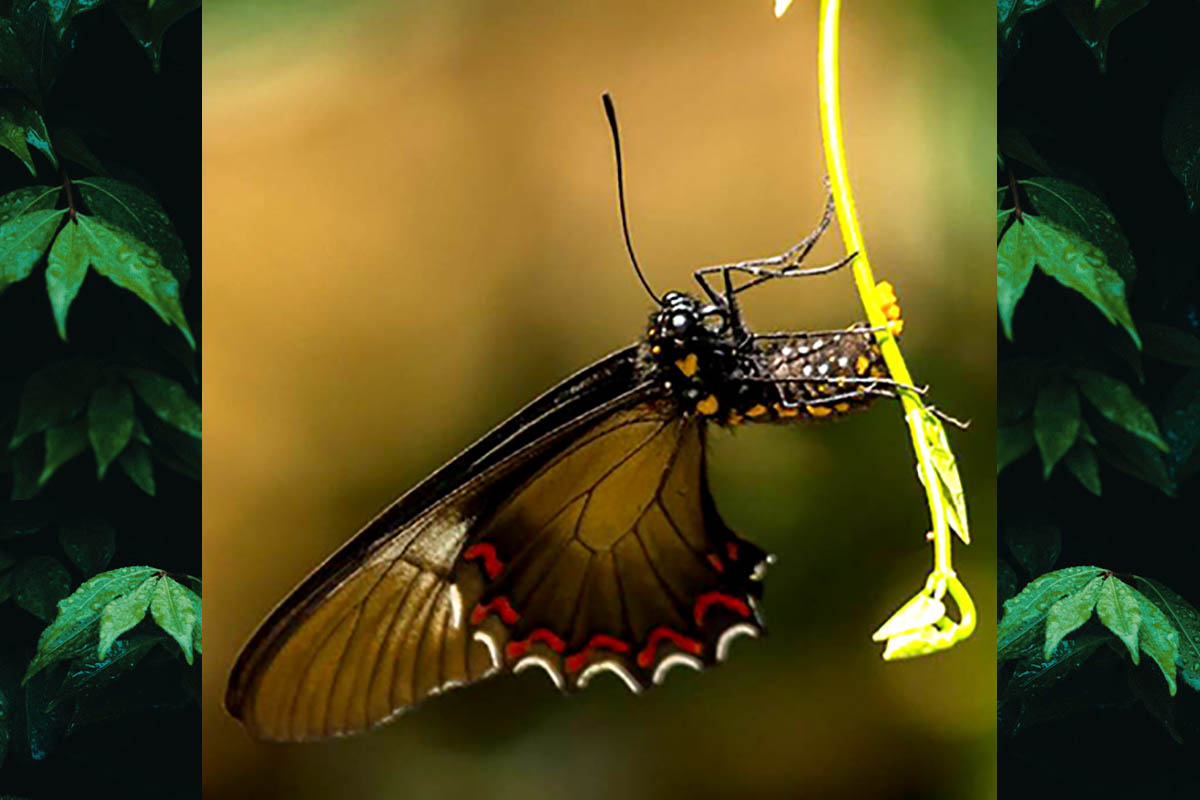 Ventral de Battus polystictus polystictus