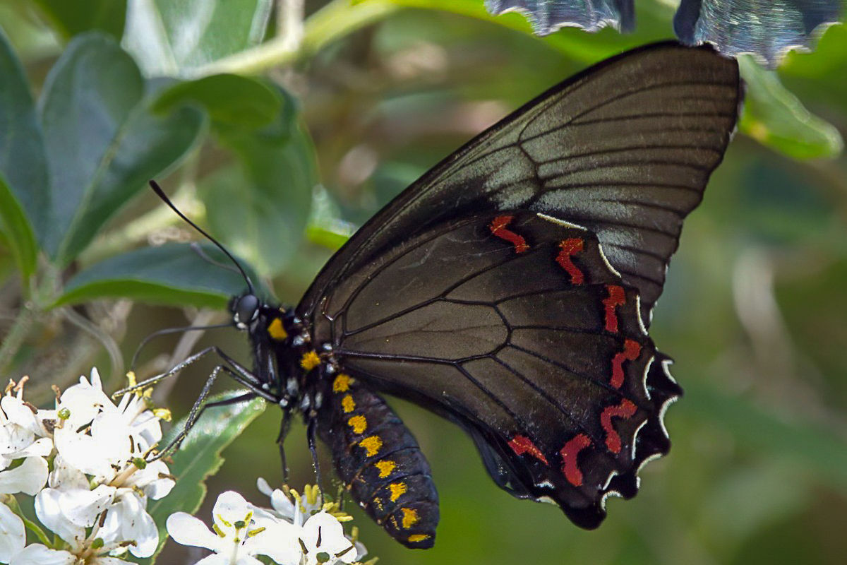 Ventral de Battus polystictus galenus