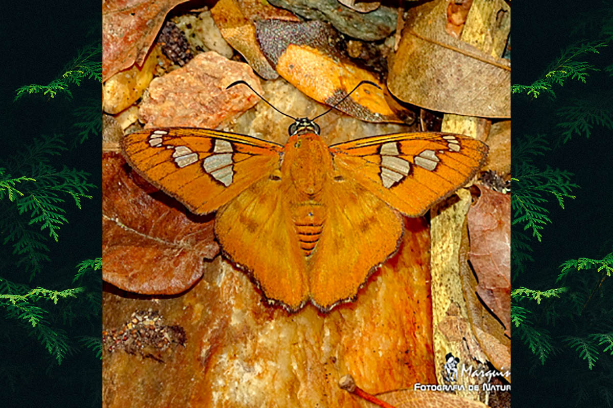 Dorsal de Agara epimachia edix