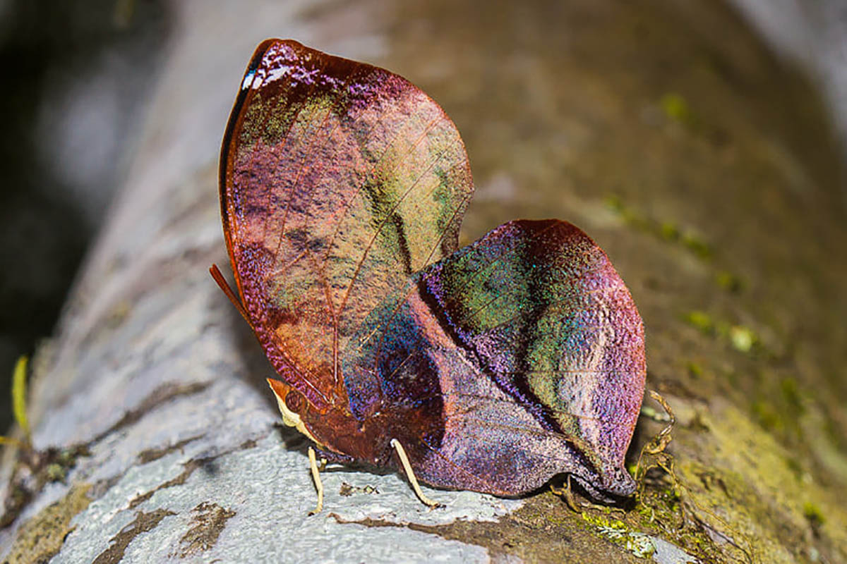 Ventral de Siderone galanthis catarina
