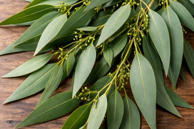 ユーカリ・スミティ