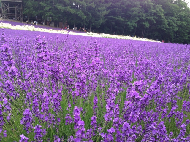ラベンダー・スパイク