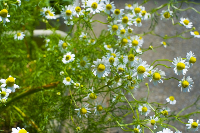カモミール・ワイルド