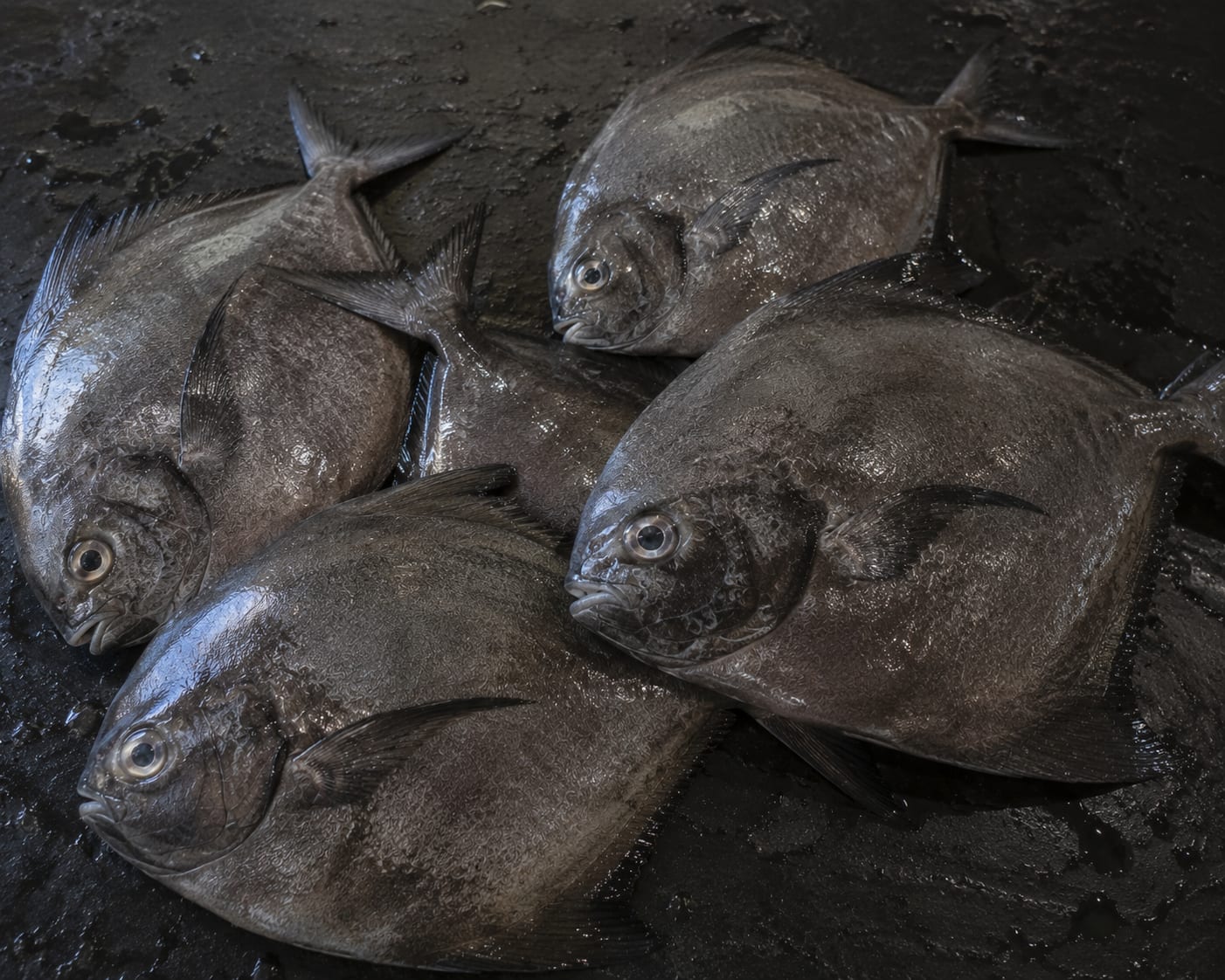 Pomfret