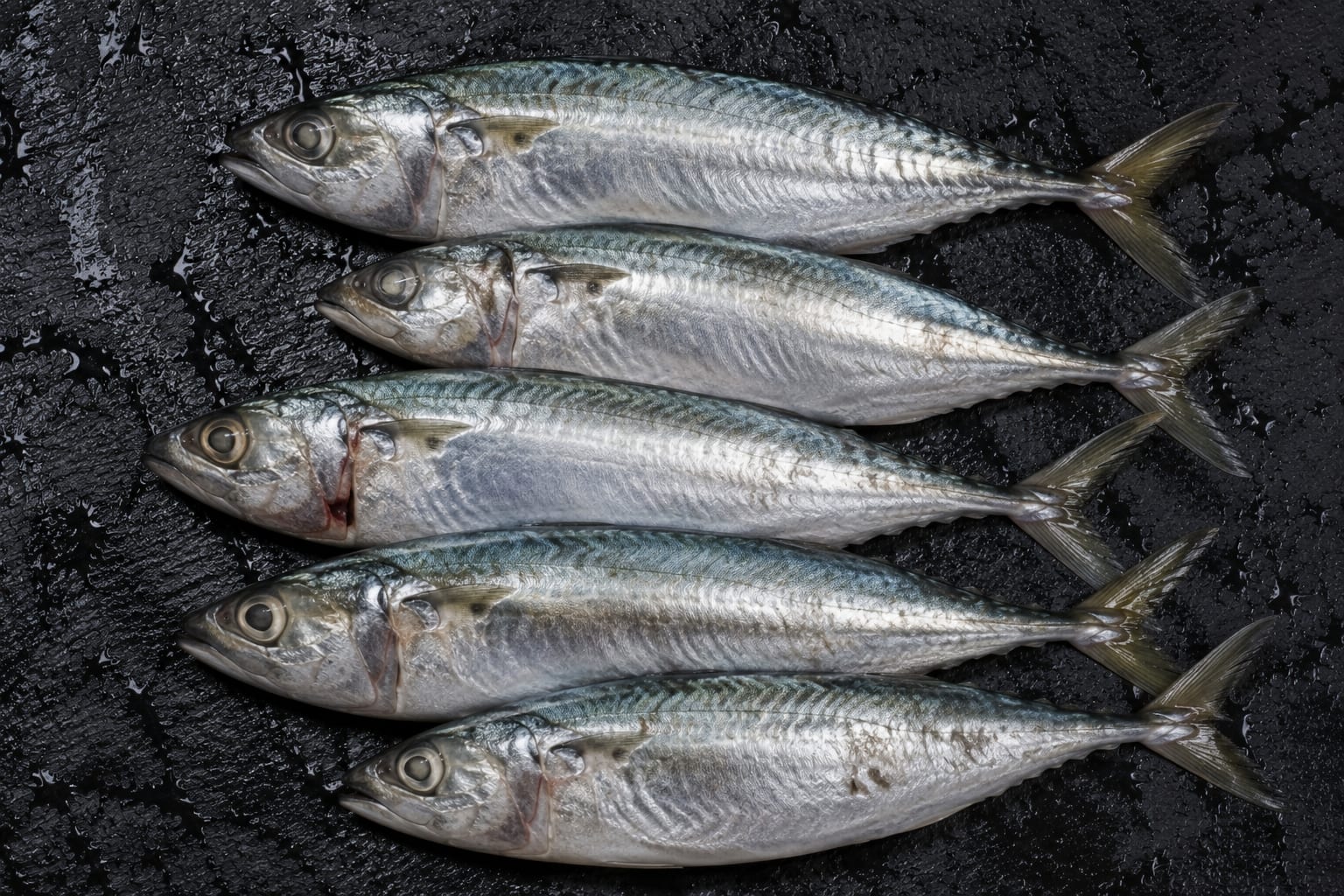Indian Mackerel 