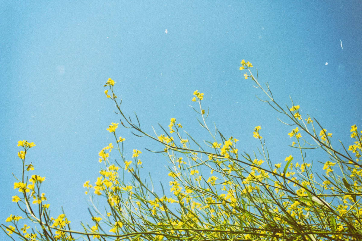 Drawing by Ayansh: yellow mustard