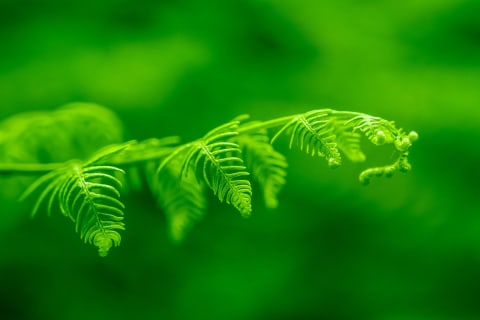 Drawing by Ayansh: green leaves