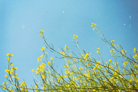 Drawing by Ayansh: yellow mustard