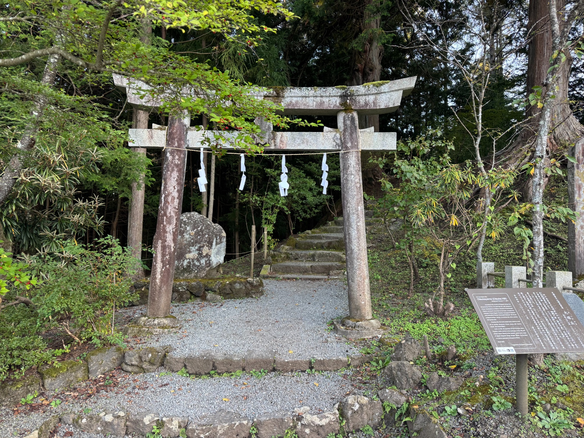 Torii among tall trees.