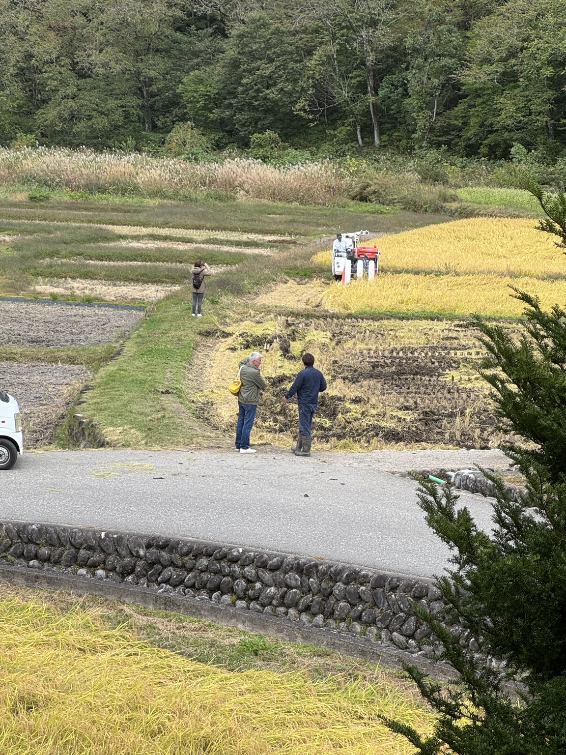The rice harvest, between golden crops and already harvested fields.