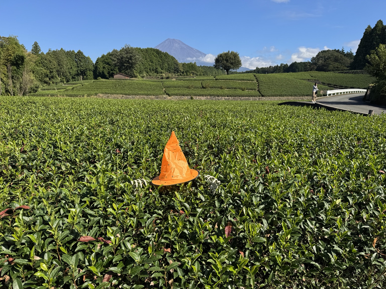 Tea plantation with a witch's hat and Mount Fuji in the background.