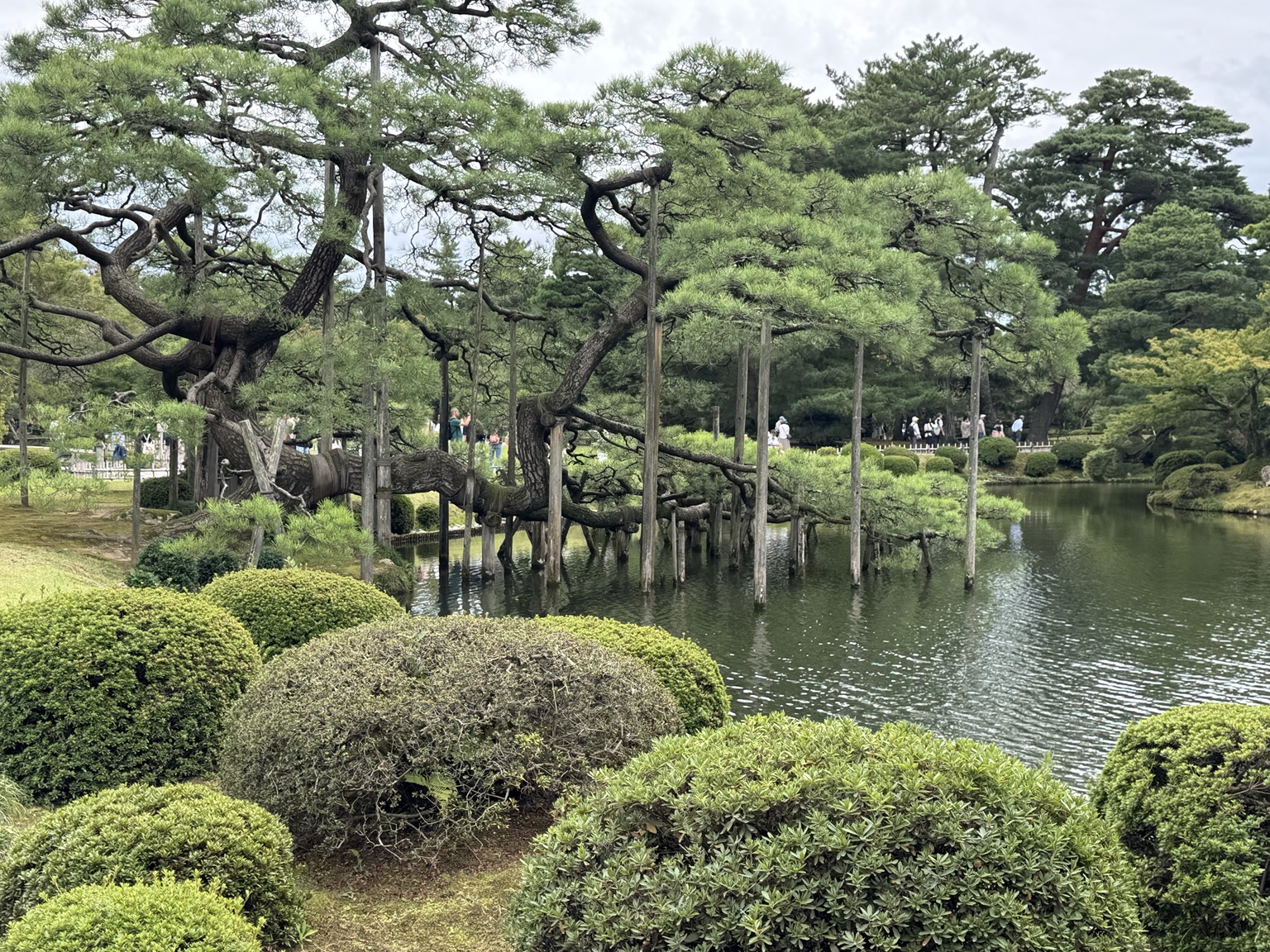 Wooden props support pine branches reaching far across the water.