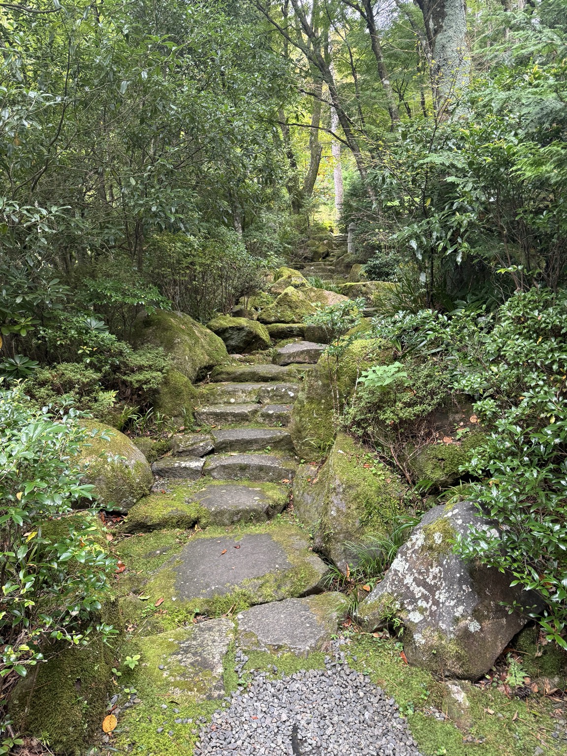Stone steps among moss and dense greenery.
