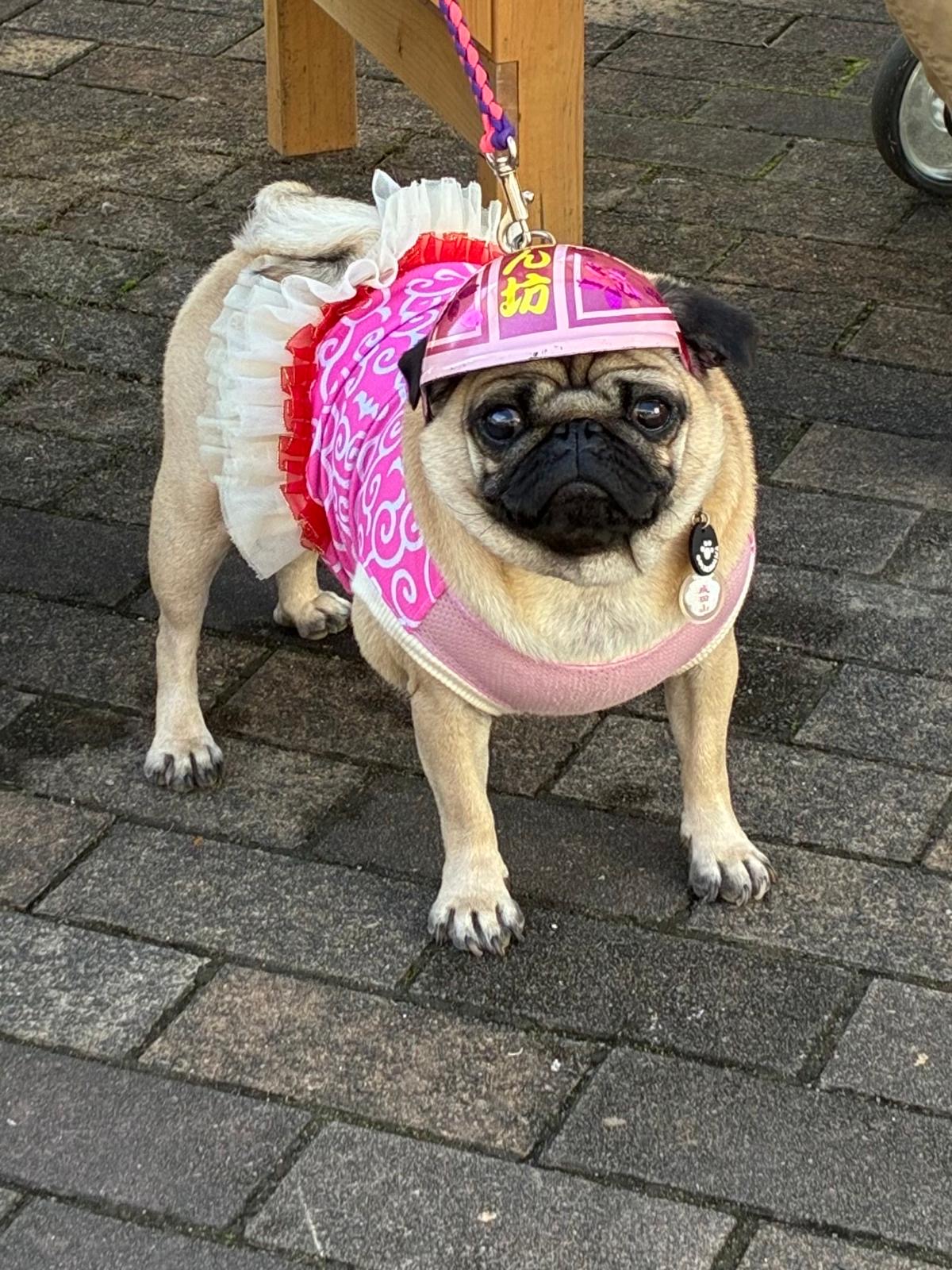 A pug in pink in one of our photographs from the journey