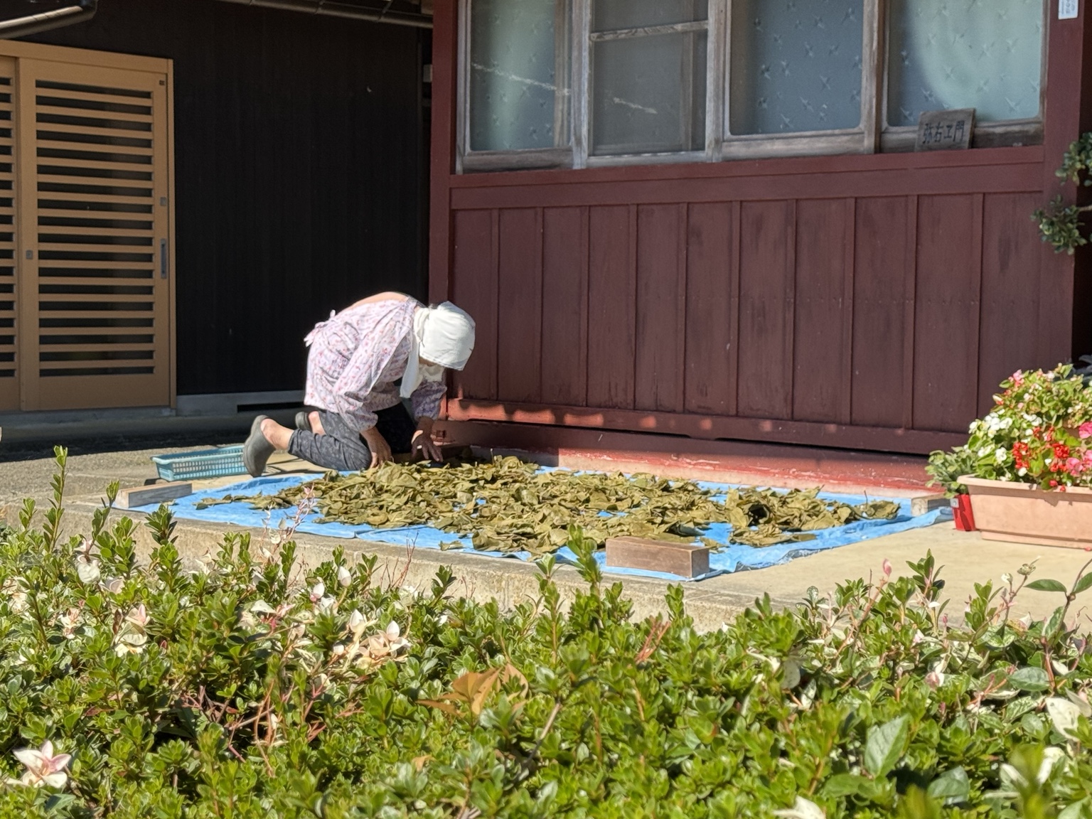 A woman works with leaves on a blue tarpaulin outside a house