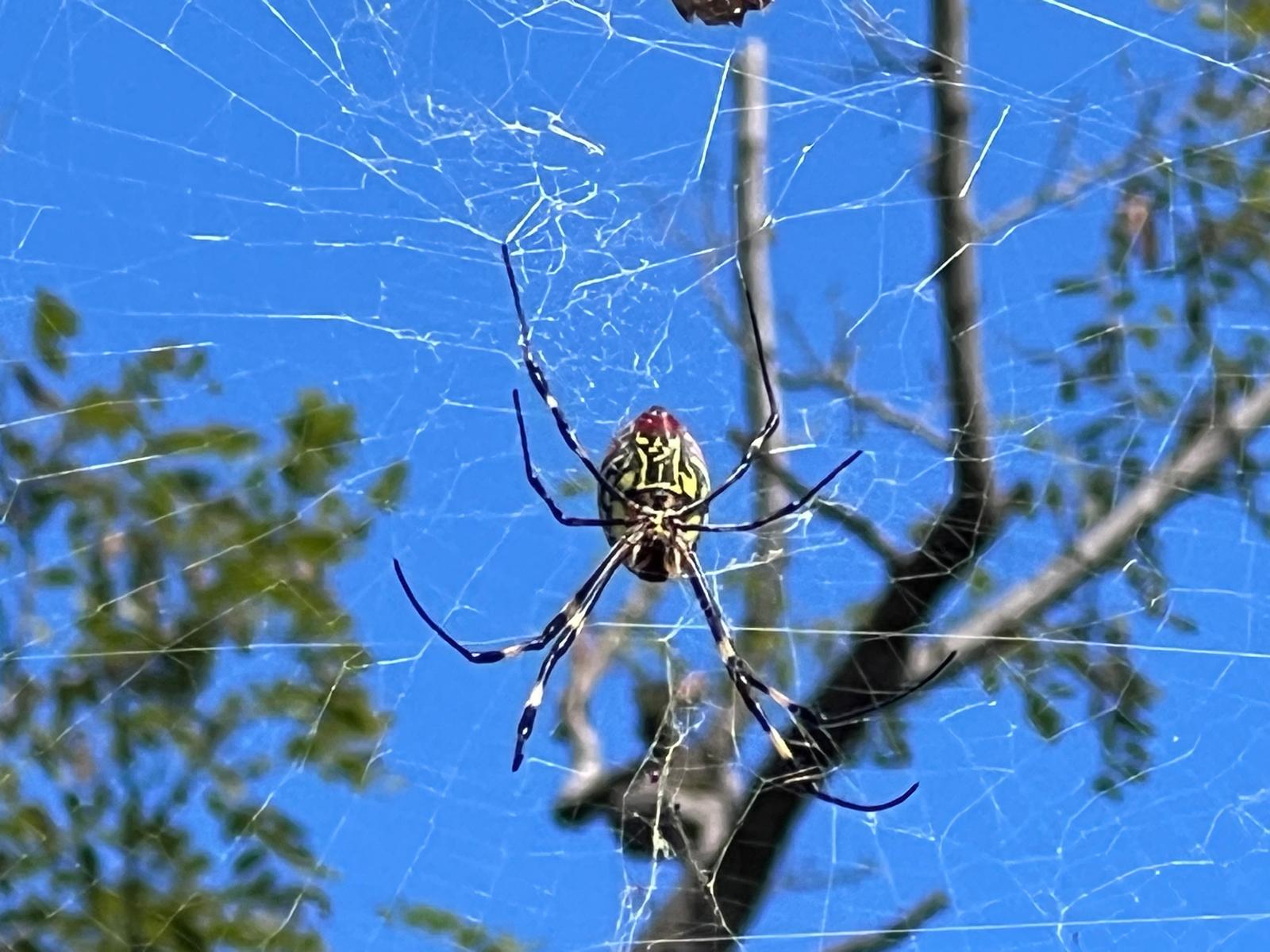 A spider in its web against the blue sky