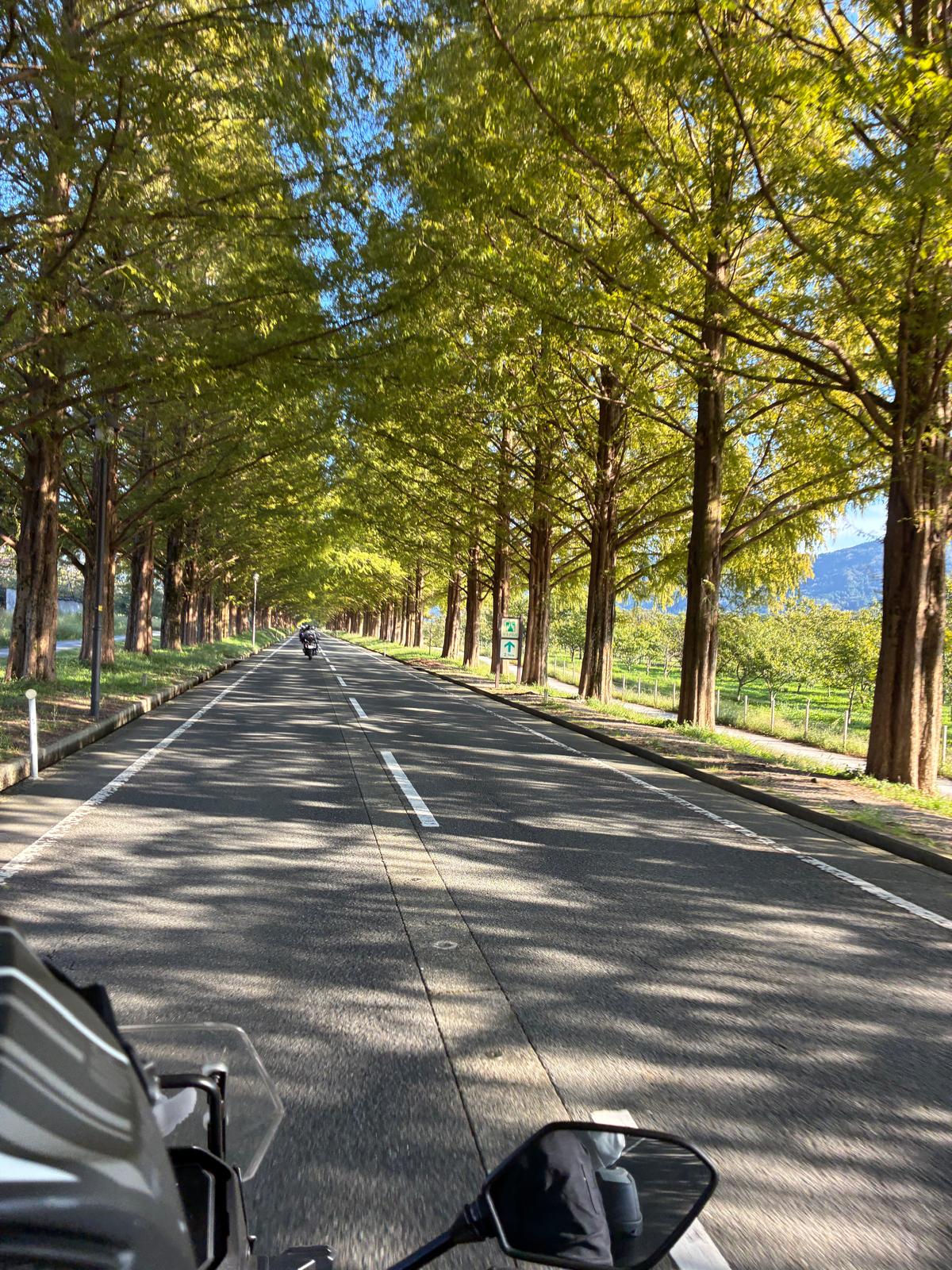 View from a motorcycle along a road lined with tall trees, with another motorcycle ahead and sunlight across the asphalt.