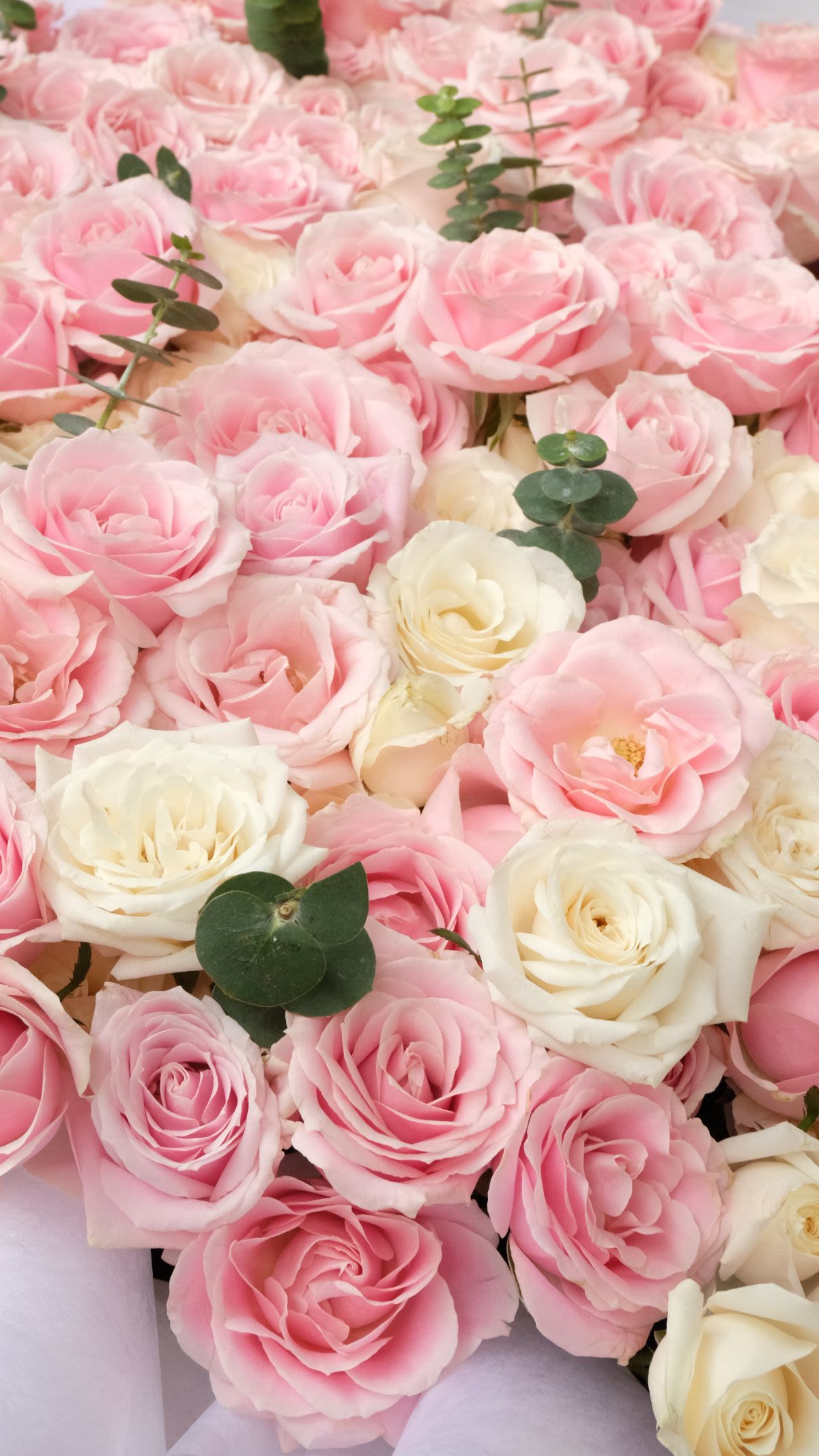 500 Stems Roses - Thumbnail 3 - fresh