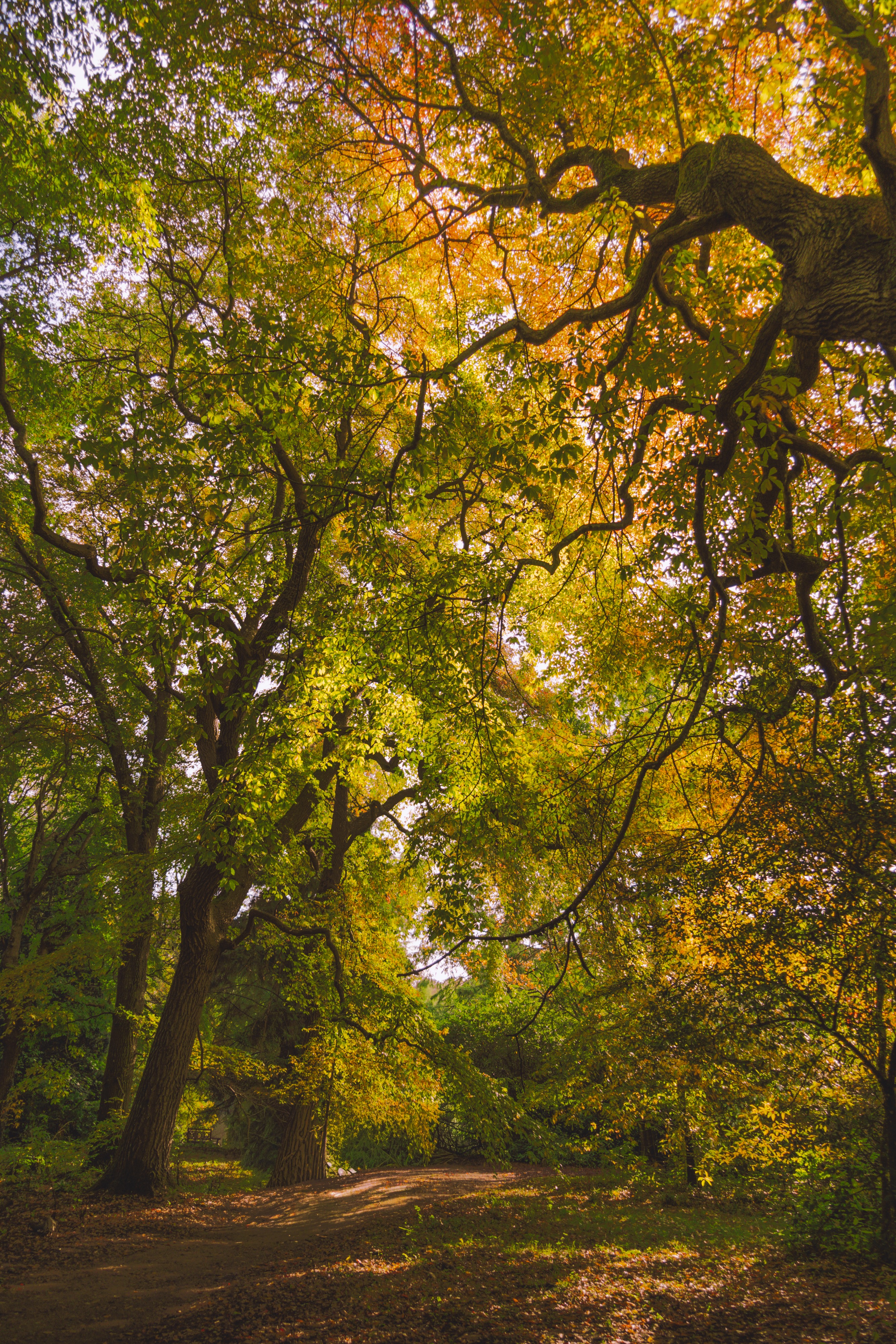 Whispers of the Forest Path