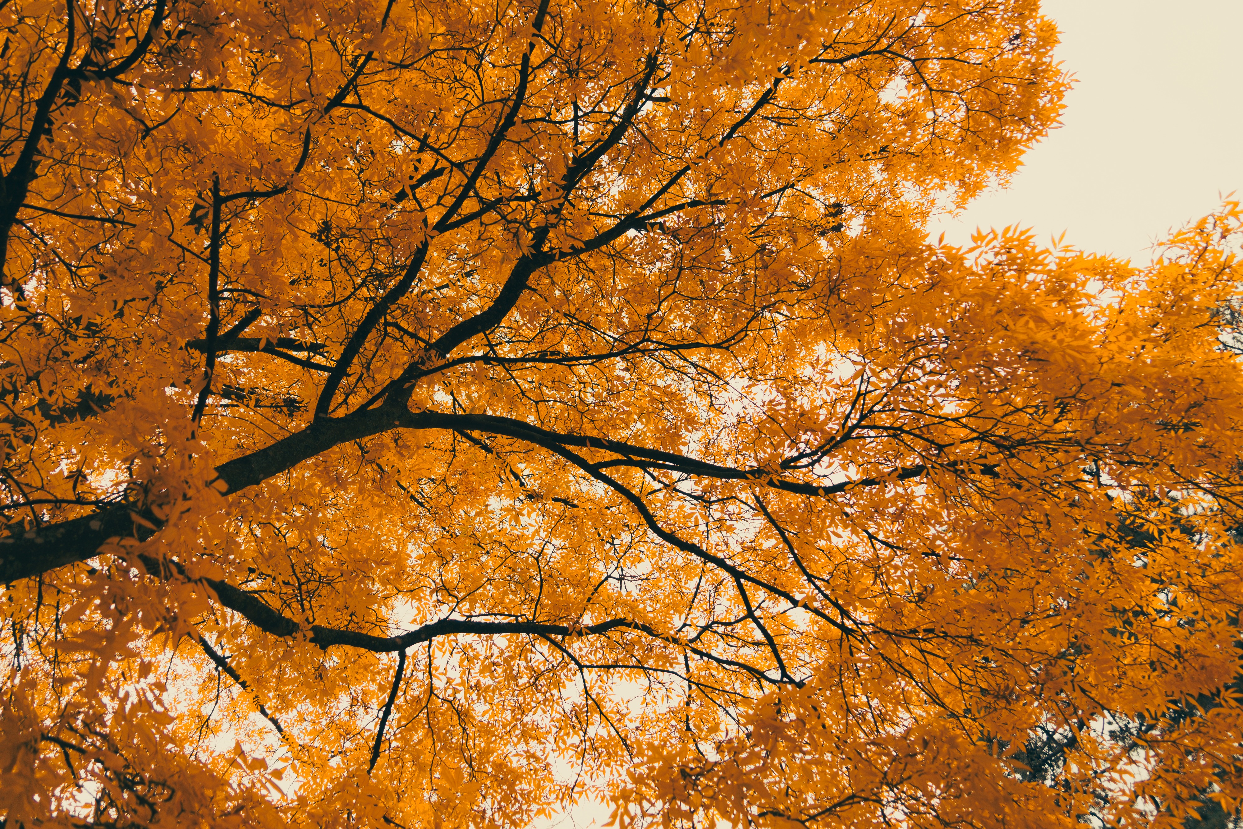 Fiery Crown of Autumn