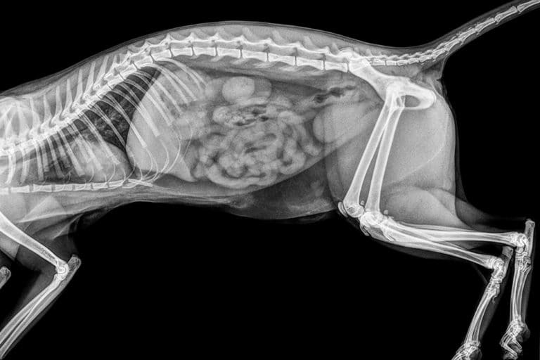An Example of Cat X-ray