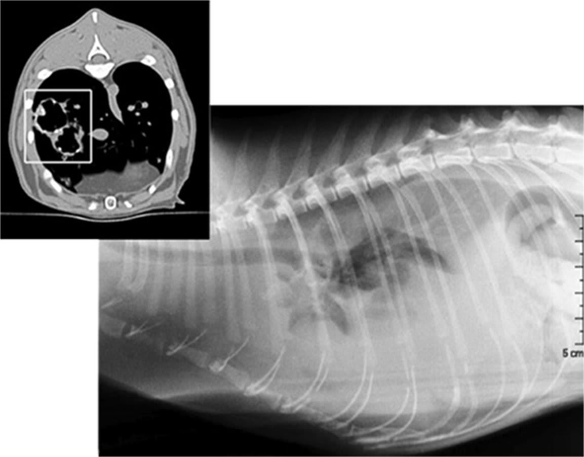 An Example of Cat CT Scan