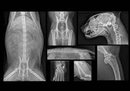 An Example of Feline Skeletal X-ray