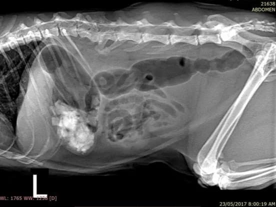 An Example of Feline Soft Tissue X-ray