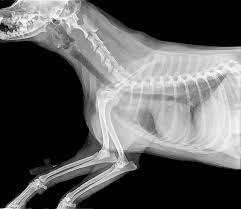 An Example of Canine X-ray