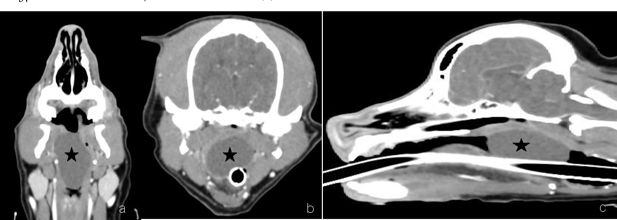 An Example of Dog CT Scan