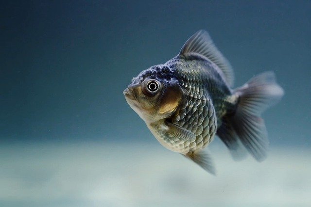 Top 6 Healthy Fish To Eat And Those To Avoid