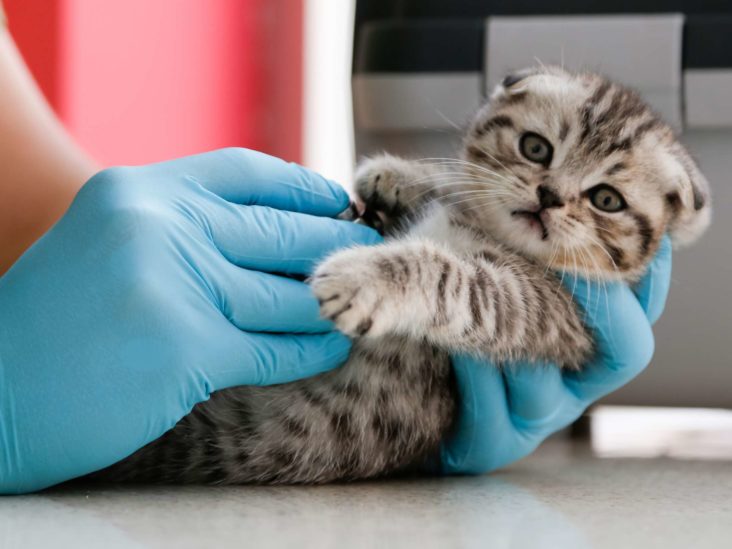 Zoonotic Diseases that can transmit to Humans from Pets