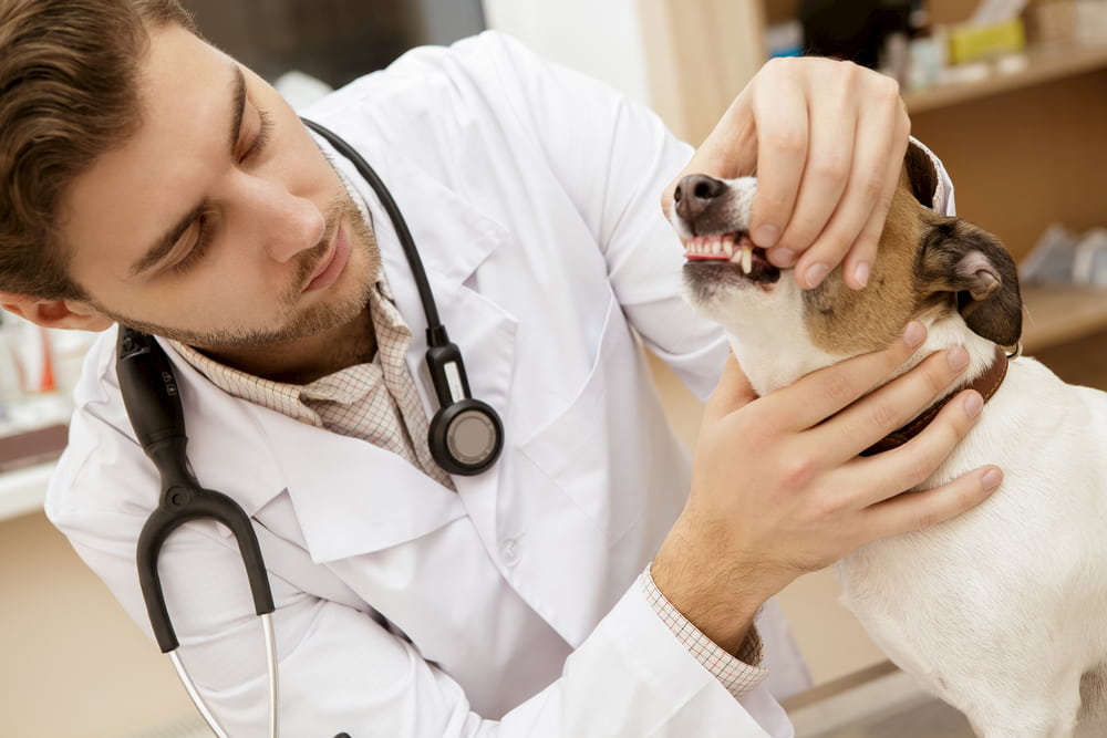Pale gums in dogs. What does it mean?