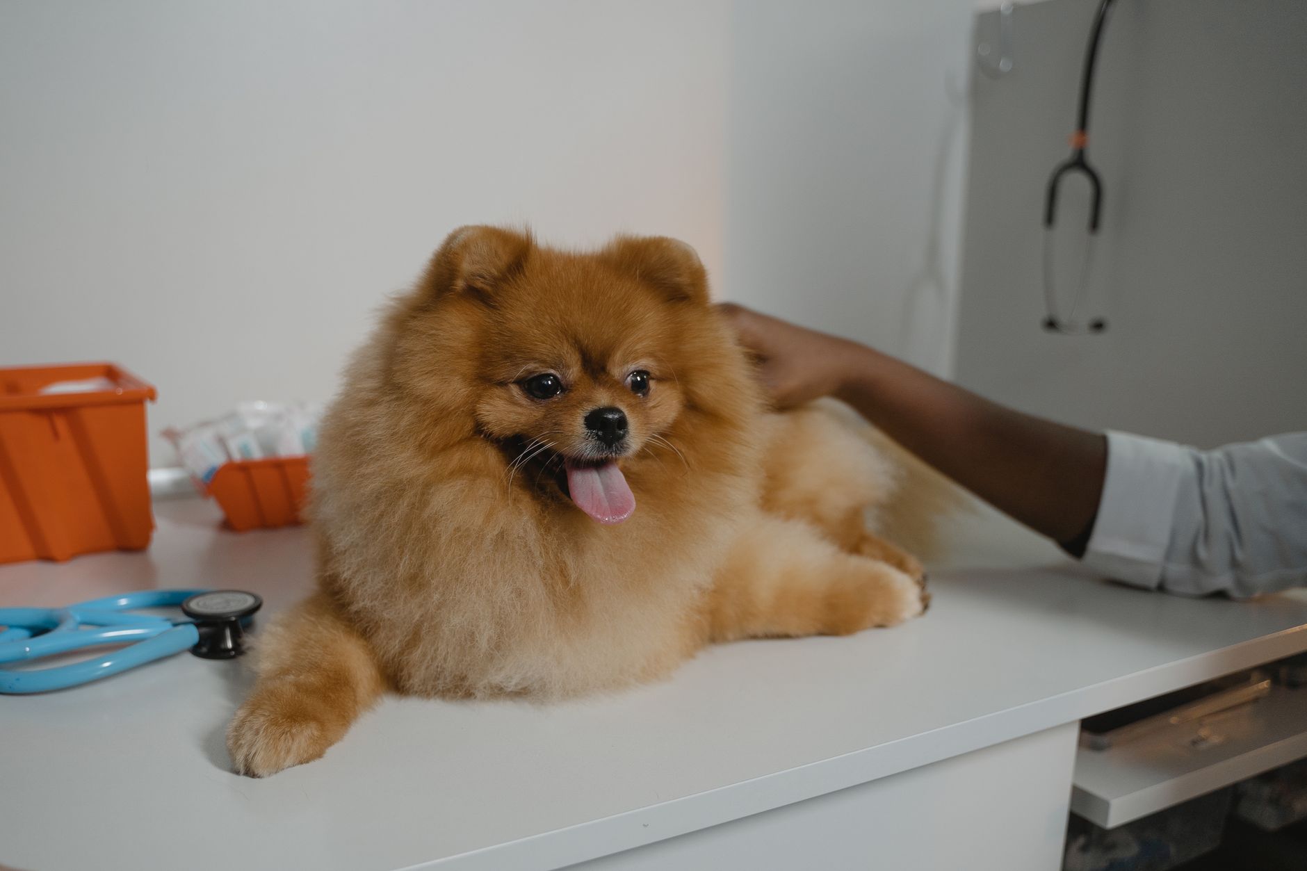 Pet Health Insurance: What Is It And How Much Does It Cost?