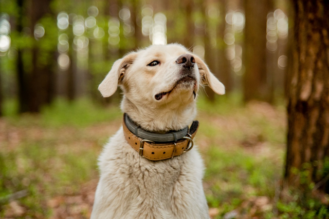 5 Popular Dog Hair Types and How to Groom Them
