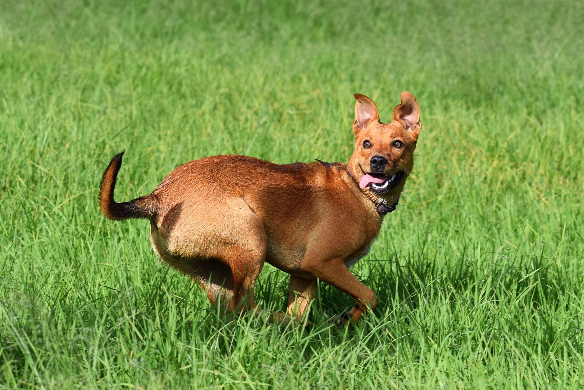 Working Out With My Dog & Some Animal Tips