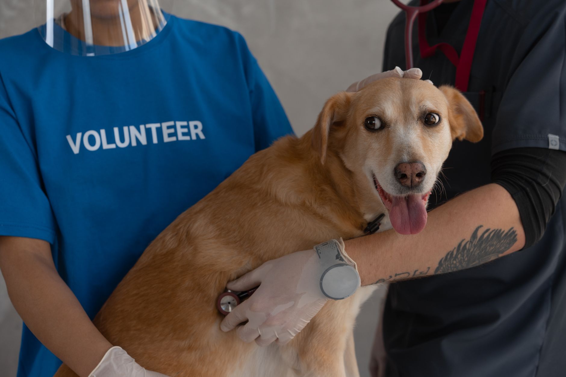 Best Practices In Ensuring Senior Pet Wellness