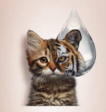 Matt Davies Harmony Communities Looks at What You Need to Know About Your Aging Cat and Keeping It Safe