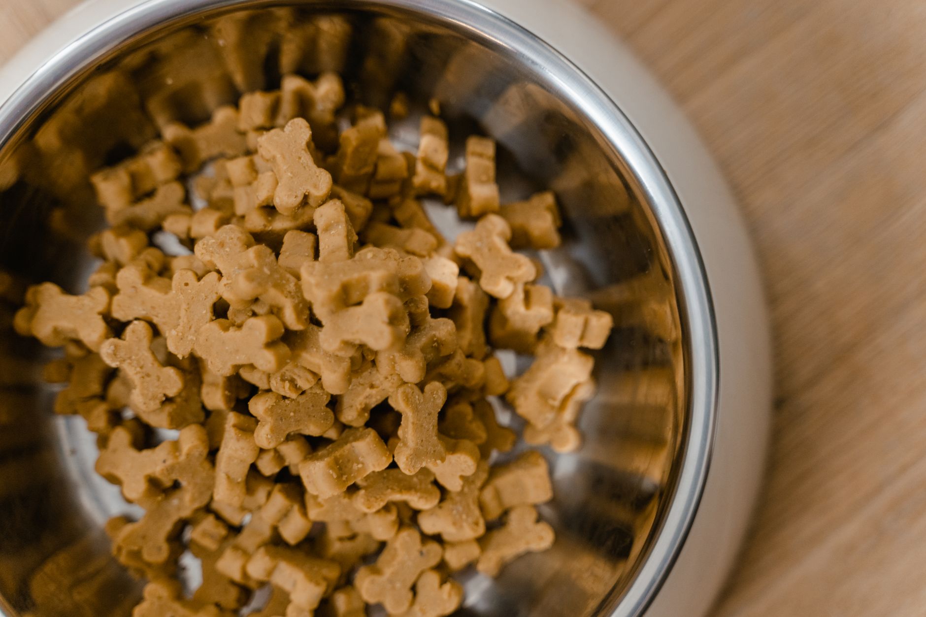 10 Human Foods You Should Never Feed to Your Pet